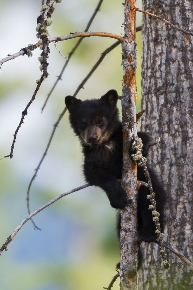 Black Bear Cub Climbing